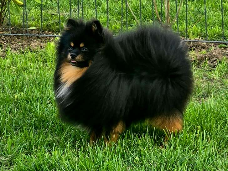 Mâle Loulou de Poméranie disponible pour saillie