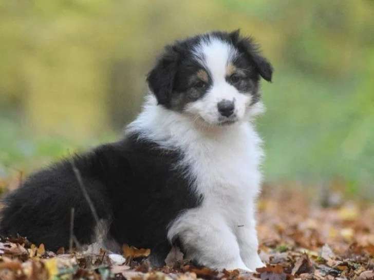 À réserver, 1 chiot mâle Berger Australien noir tricolore (LOF)