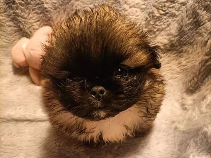 3 chiots Épagneul Pékinois à réserver (LOF)