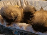 3 chiots Épagneul Pékinois à réserver (LOF)