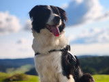 Recherche m&acirc;le Border Collie pour saillie