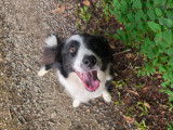 Recherche mâle Border Collie pour saillie