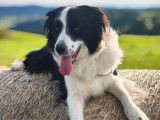 Recherche mâle Border Collie pour saillie