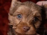 1 chiot mâle Yorkshire Terrier merle chocolat LOF à réserver