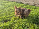 1 chiot mâle Yorkshire Terrier merle chocolat LOF à réserver