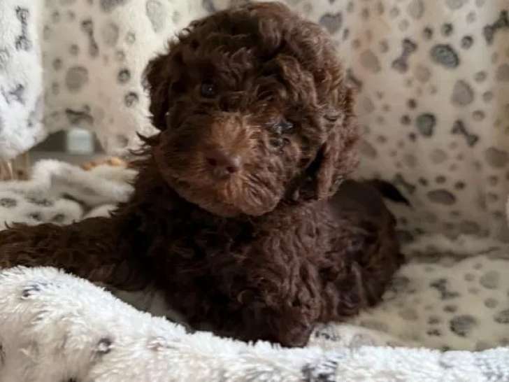 Chiots Lagotto Romagnolo à vendre (LOF)