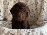 Chiots Lagotto Romagnolo à vendre (LOF)