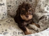 Chiots Lagotto Romagnolo à vendre (LOF)