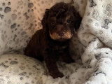 Chiots Lagotto Romagnolo à vendre (LOF)