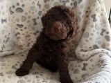 Chiots Lagotto Romagnolo à vendre (LOF)