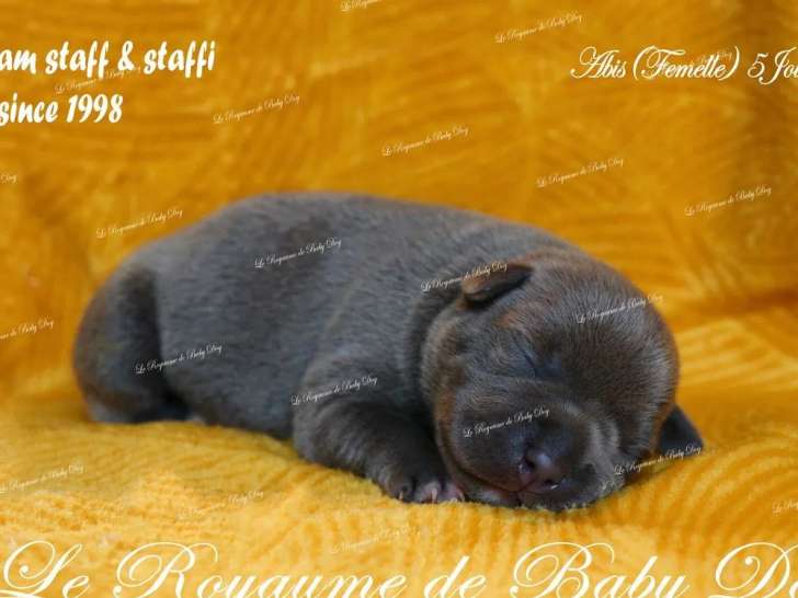 5 chiots Staffordshire Bull Terrier LOF à vendre