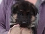 3 chiots Berger Allemand LOF à vendre