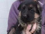 3 chiots Berger Allemand LOF à vendre