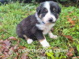 Chiots Border Collie disponibles à la réservation (LOF)