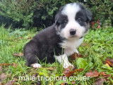 Chiots Border Collie disponibles à la réservation (LOF)