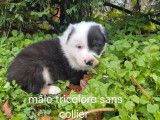 Chiots Border Collie disponibles à la réservation (LOF)