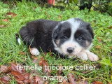 Chiots Border Collie disponibles à la réservation (LOF)