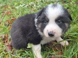 Chiots Border Collie disponibles à la réservation (LOF)