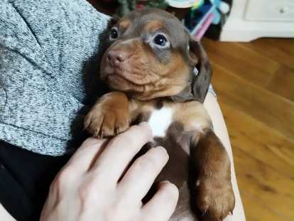 Chiots Teckel Nain chocolat à vendre