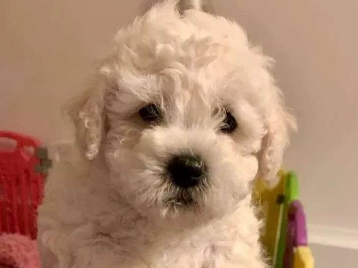 2 chiots mâles Bichon Frisé à réserver (LOF)