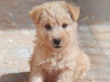 Chiots Lakeland Terrier disponibles à la vente (LOF)