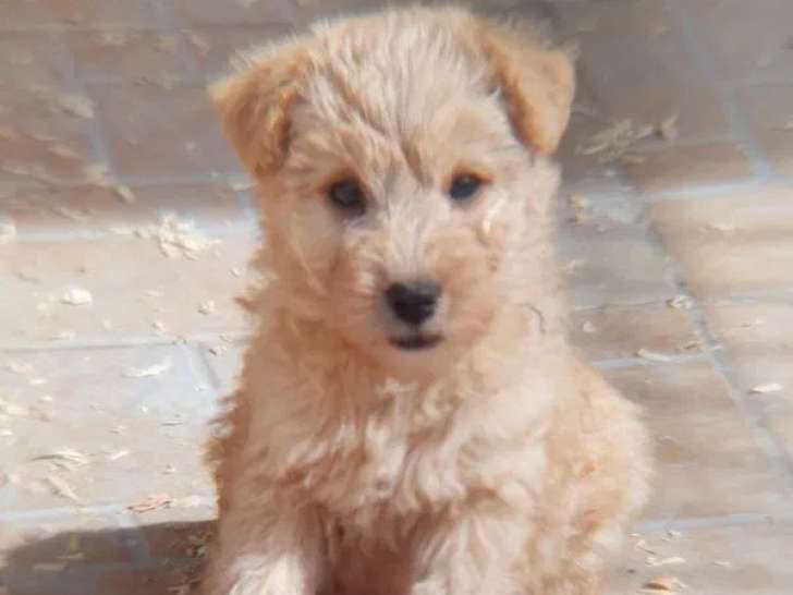 Chiots Lakeland Terrier disponibles à la vente (LOF)