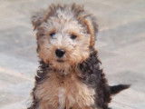 Chiots Lakeland Terrier disponibles à la vente (LOF)