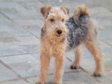 Chiots Lakeland Terrier disponibles à la vente (LOF)
