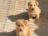 Chiots Lakeland Terrier disponibles à la vente (LOF)