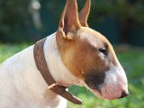 M&acirc;le Bull Terrier de 2 ans &agrave; donner