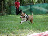 M&acirc;le Bull Terrier de 2 ans &agrave; donner