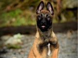1 chiot Berger Belge Malinois femelle à vendre (LOF)