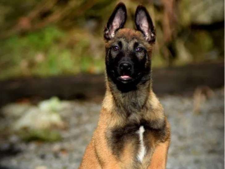 1 chiot Berger Belge Malinois femelle à vendre (LOF)