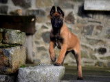 1 chiot Berger Belge Malinois femelle à vendre (LOF)