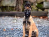 1 chiot Berger Belge Malinois femelle à vendre (LOF)