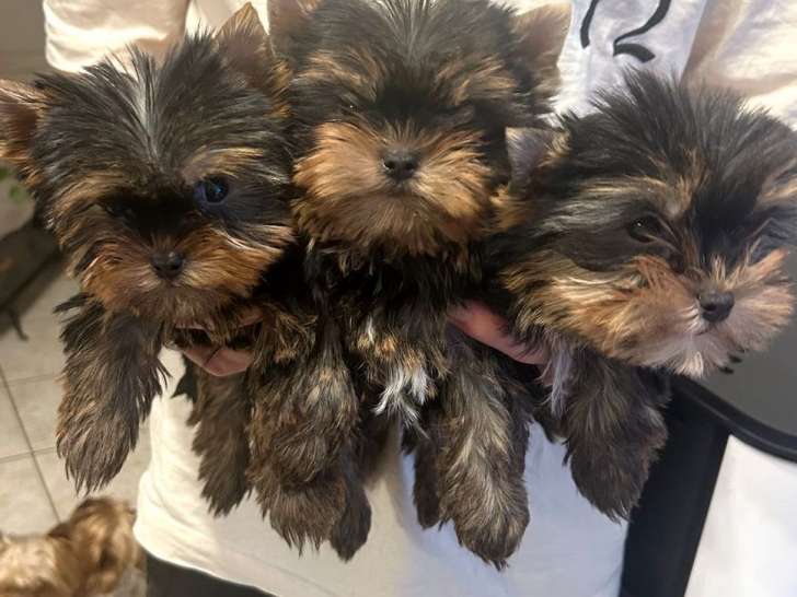 À vendre, 3 chiots mâles Yorkshire Terriers LOF de septembre 2025