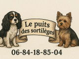 À vendre, 3 chiots mâles Yorkshire Terriers LOF de septembre 2025