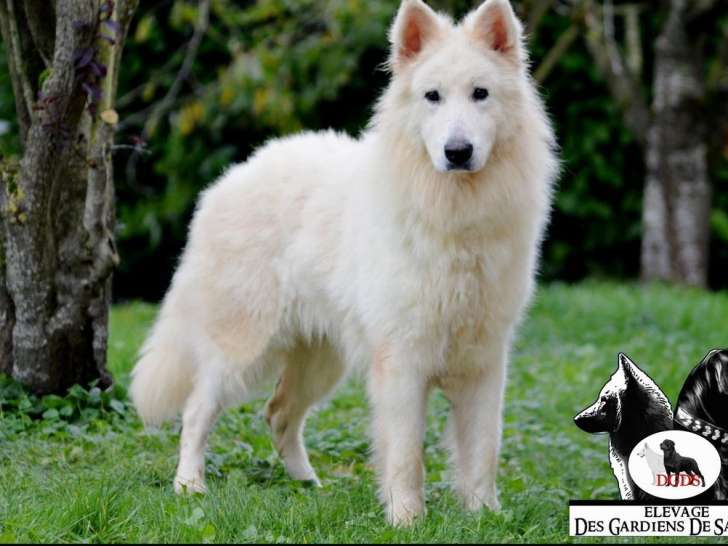 Chien Berger Blanc Suisse LOF à vendre