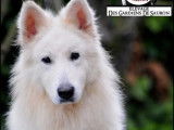 Chien Berger Blanc Suisse LOF à vendre
