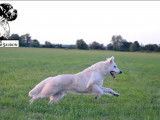 Chien Berger Blanc Suisse LOF à vendre