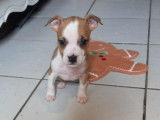 À vendre, 5 chiots American Staffordshire Terrier LOF d’octobre 2025
