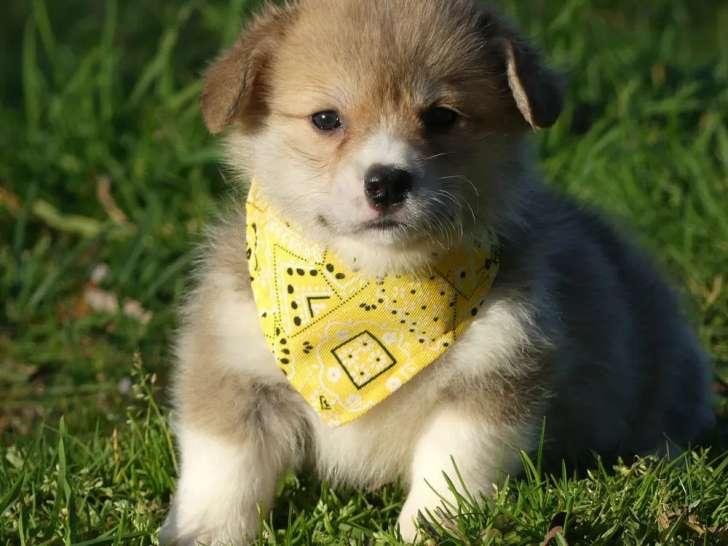 8 chiots Welsh Corgi Pembroke disponibles à l’achat (LOF)