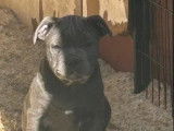 2 chiots Staffordshire Bull Terrier à vendre (LOF)