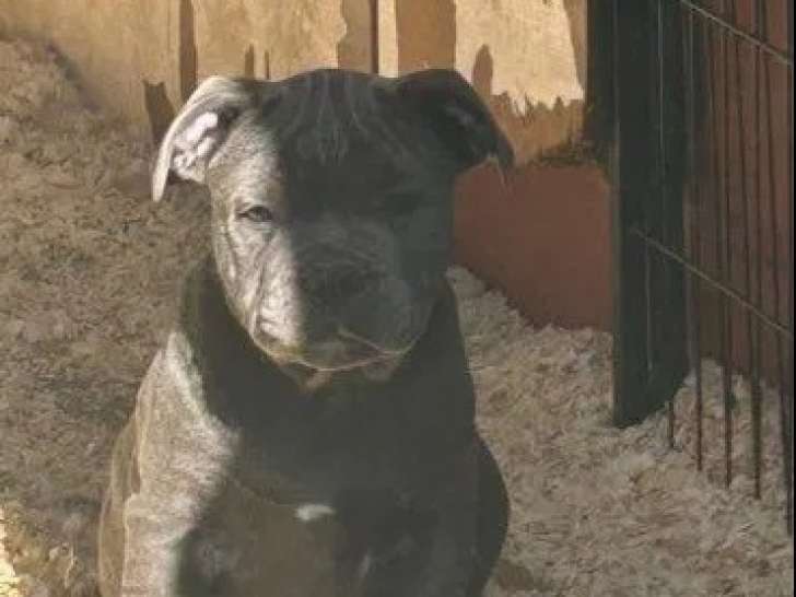 2 chiots Staffordshire Bull Terrier à vendre (LOF)
