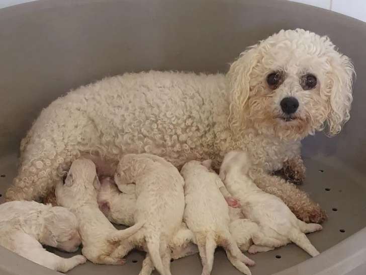 5 chiots Bichon Frisé à vendre (LOF)