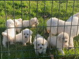 5 chiots Bichon Frisé à vendre (LOF)