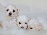 5 chiots Bichon Frisé à vendre (LOF)