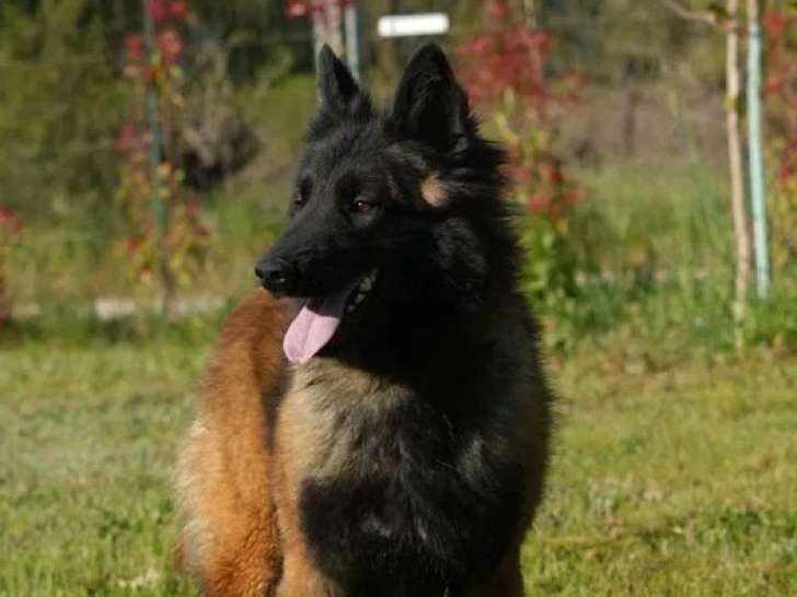 2 chiens adultes femelles Berger Belge Tervueren à vendre (LOF)