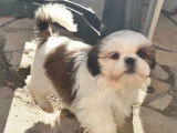 À vendre, 2 chiots Shih Tzu mâles disponibles à la réservation (LOF)