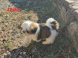 À vendre, 2 chiots Shih Tzu mâles disponibles à la réservation (LOF)